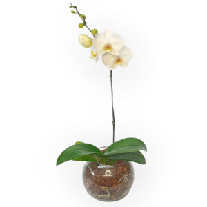 Orquídea Phalaenopsis CLASE A en porta maceta PVC premium (blanca con centro  violeta) – Flores Adry