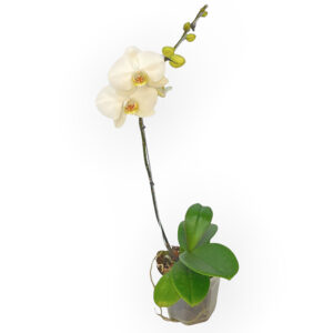 Orquídea Phalaenopsis en cuadrado CLASE A (blanca con centro violeta) –  Flores Adry
