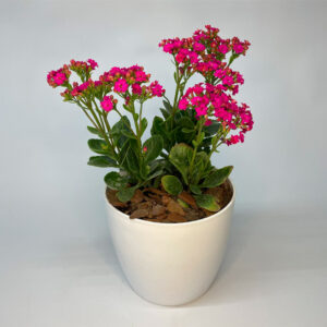 Kalanchoe