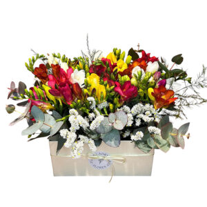 Flower Box Fresias