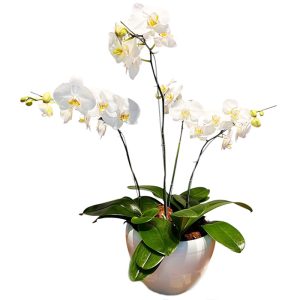 Orquideas Phalaenopsis CLASE A en base de ceramica (DE COLOR)